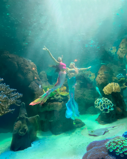 Aquarium Performance Experience